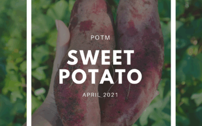 Sweet Potato
