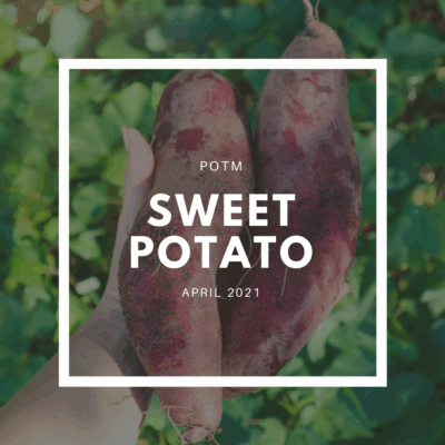 Sweet Potato