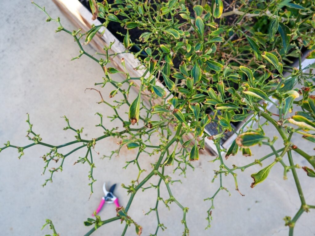 how to overwinter chilli peppers
