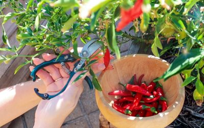 How to Overwinter Chilli Pepper Plants – Two Simple Steps