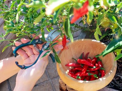 How to Overwinter Chilli Pepper Plants – Two Simple Steps