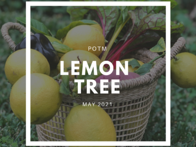 Lemon Tree