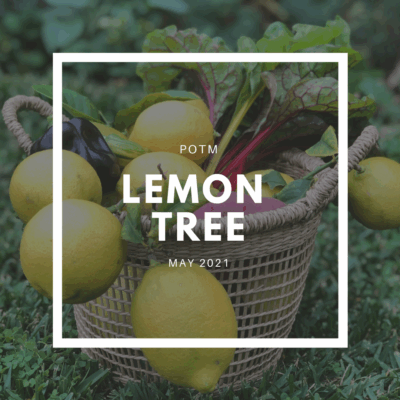 Lemon Tree