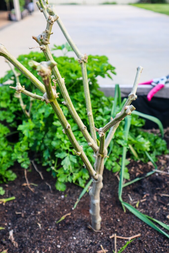 how to overwinter chilli peppers