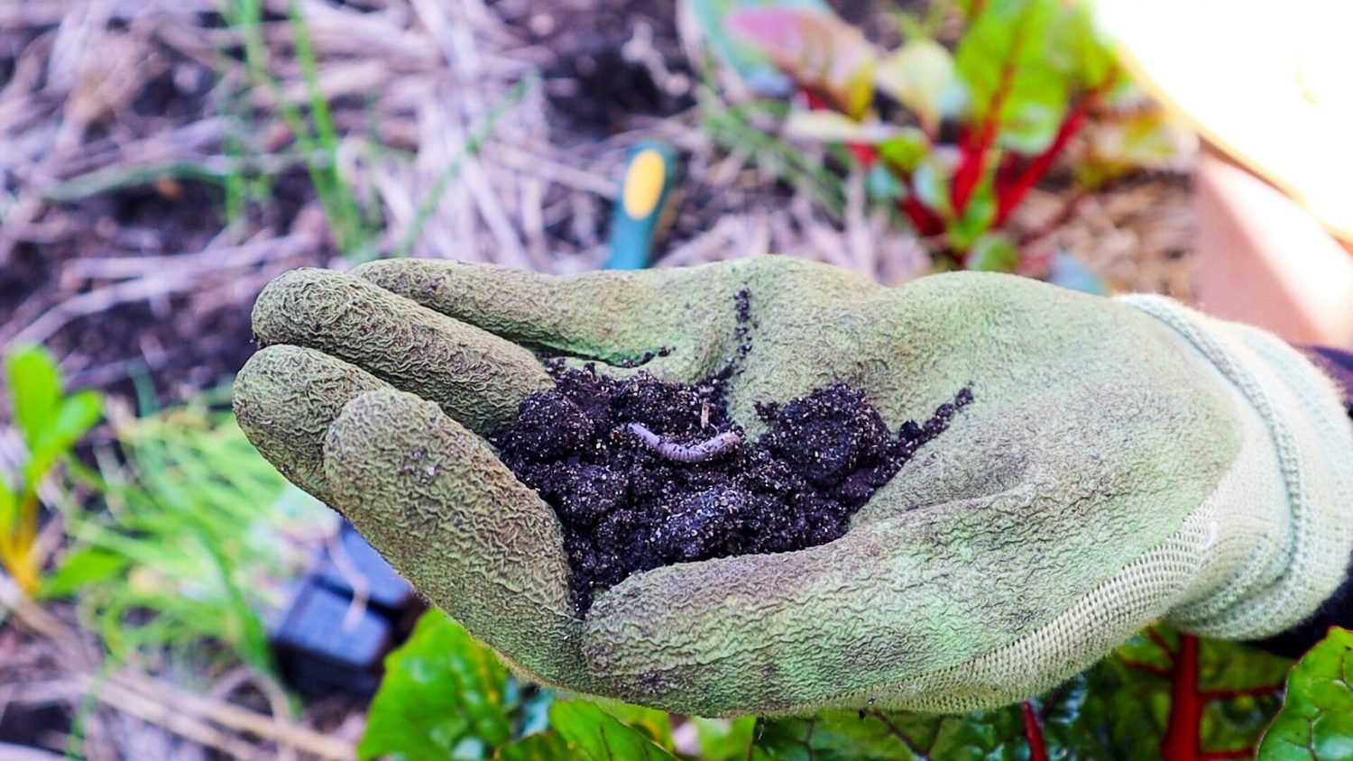 worm organic fertilizer
