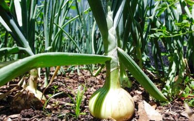 Growing Staple Base Crops for Self-Sufficiency