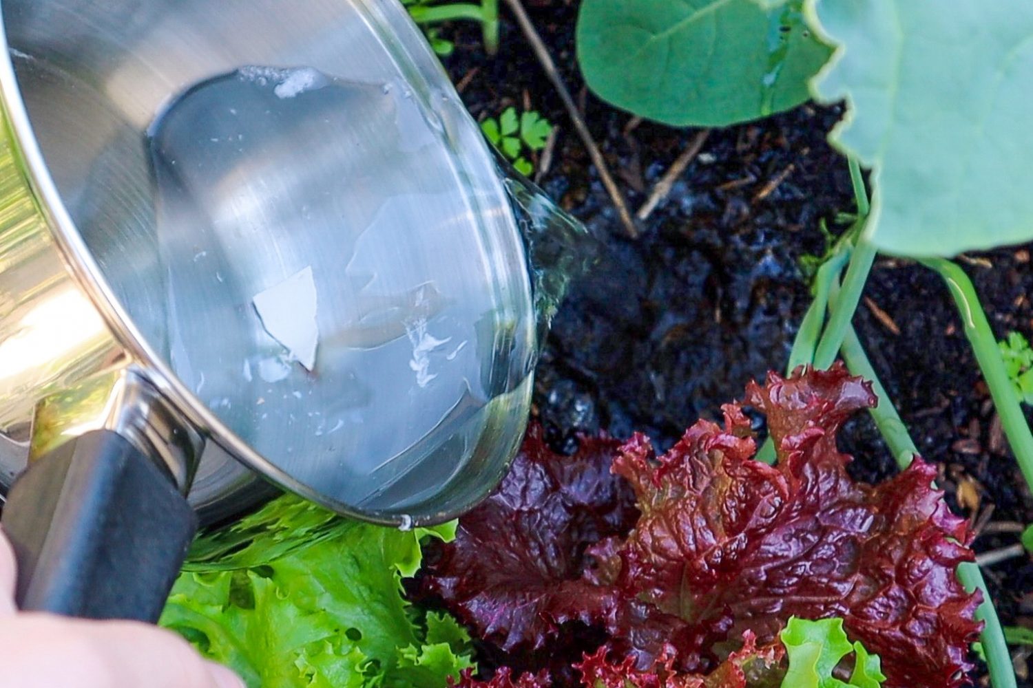 15 Easy Organic Fertilizers to Make at Home Sustainable Holly