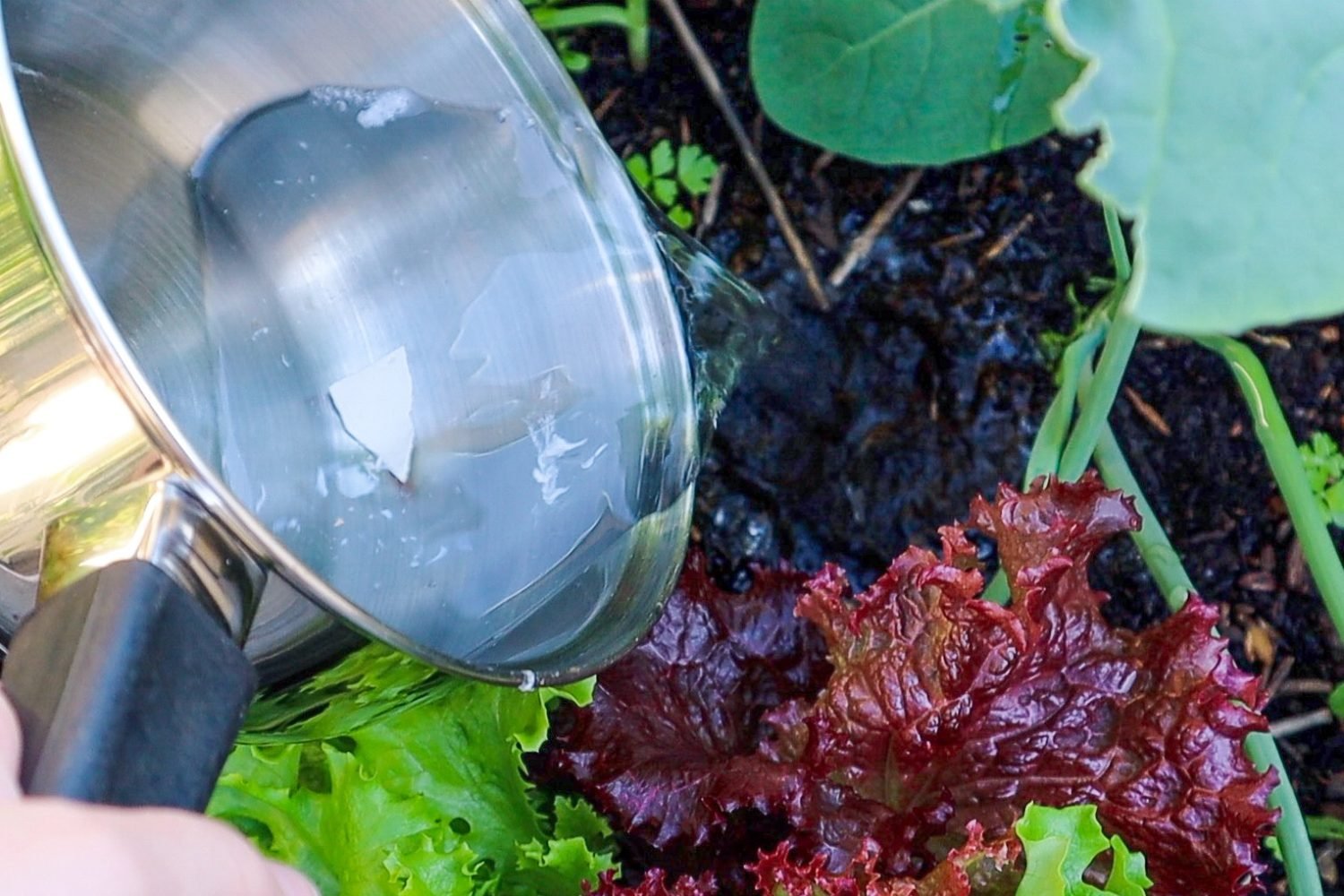 organic fertilizer