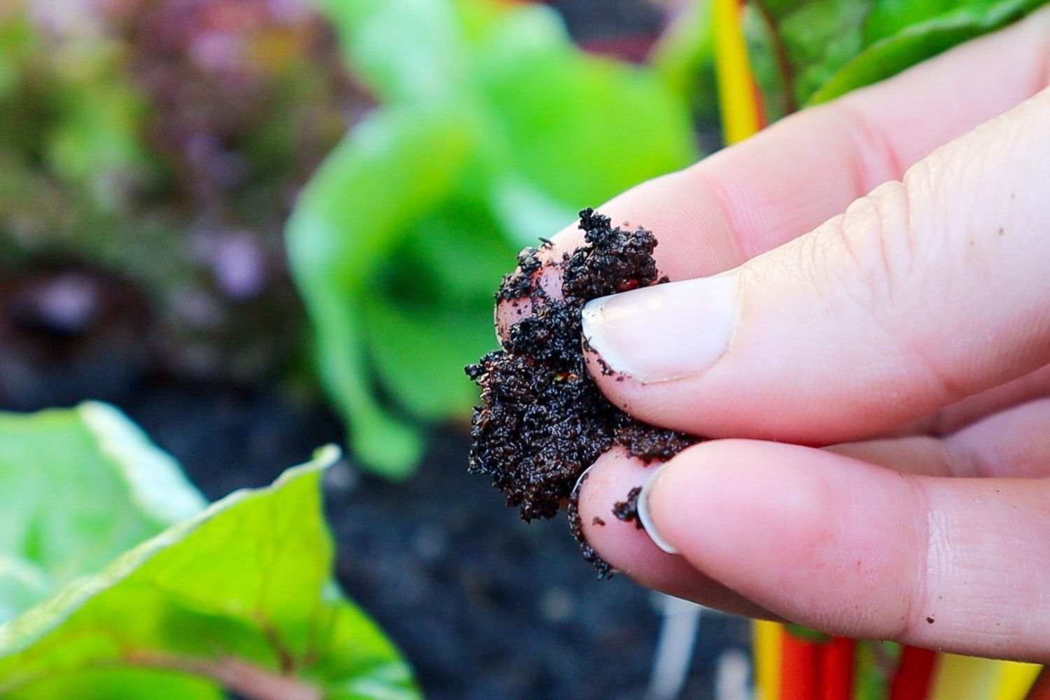 coffee ground fertilizer