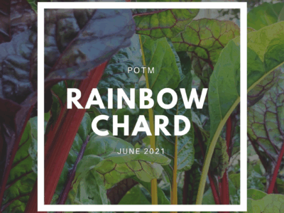 Rainbow Chard