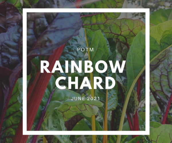 Rainbow Chard