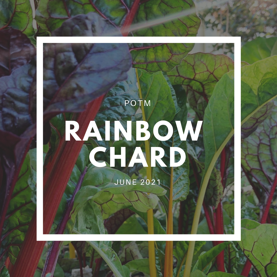 Rainbow Chard