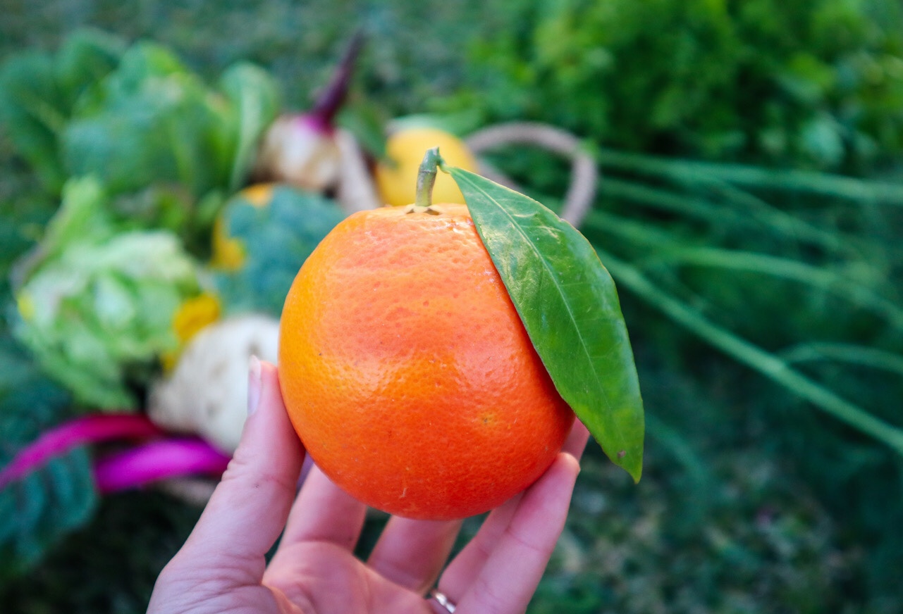 blood orange