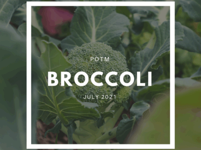 Broccoli