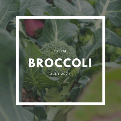 Broccoli