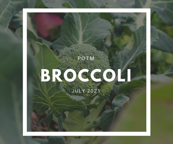 Broccoli