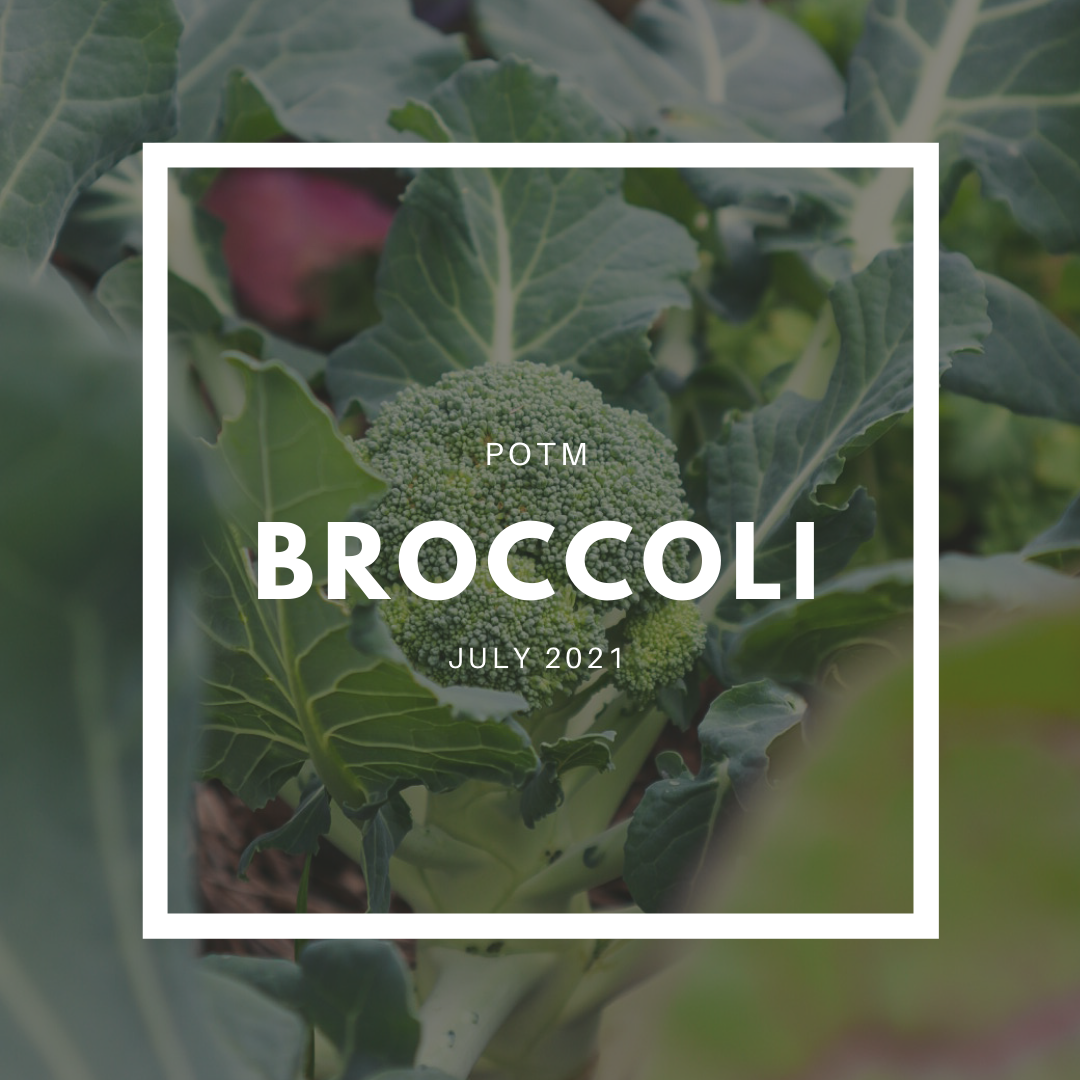 Broccoli