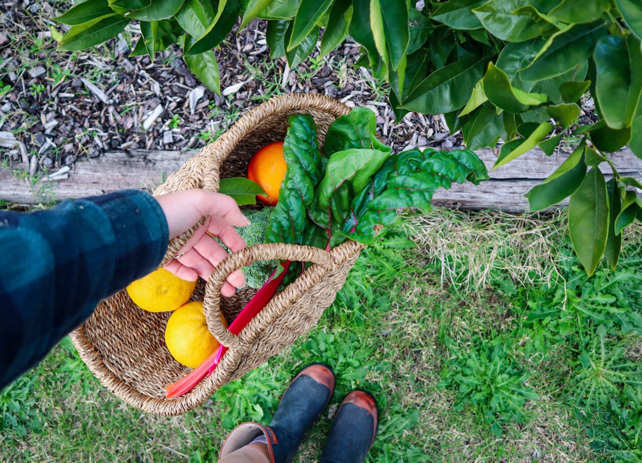 sustainable permaculture garden