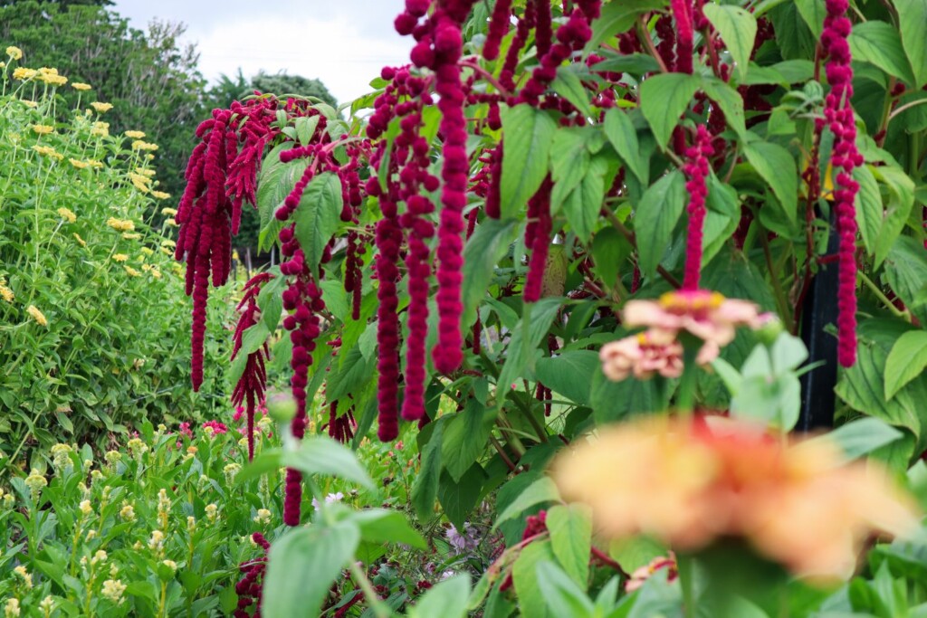 Amaranthus