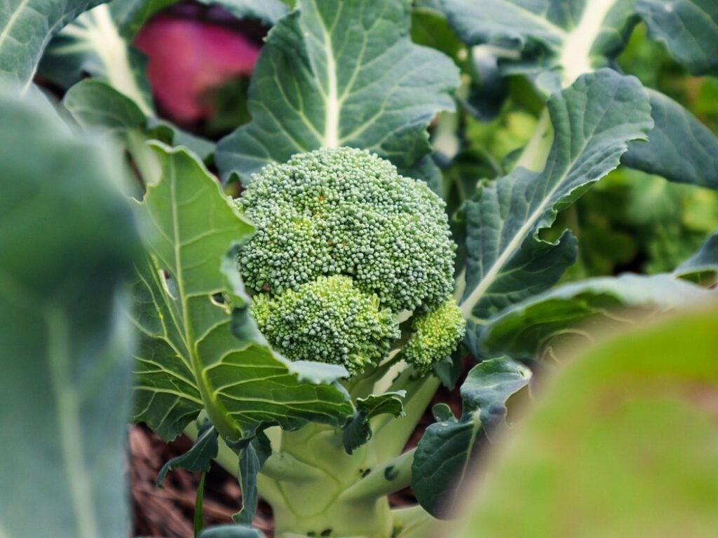 broccoli