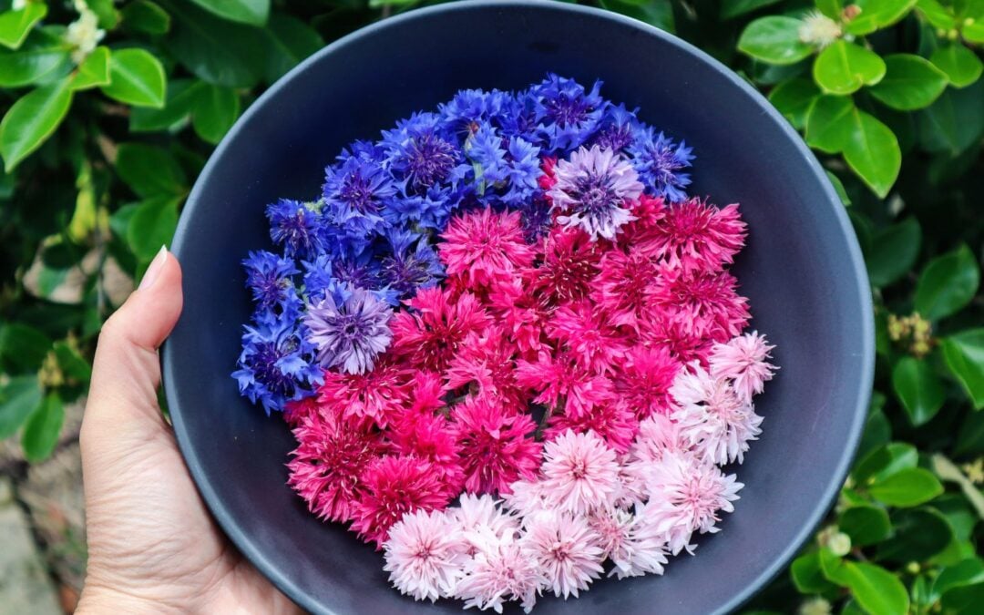 Beginners Guide to Edible Flowers
