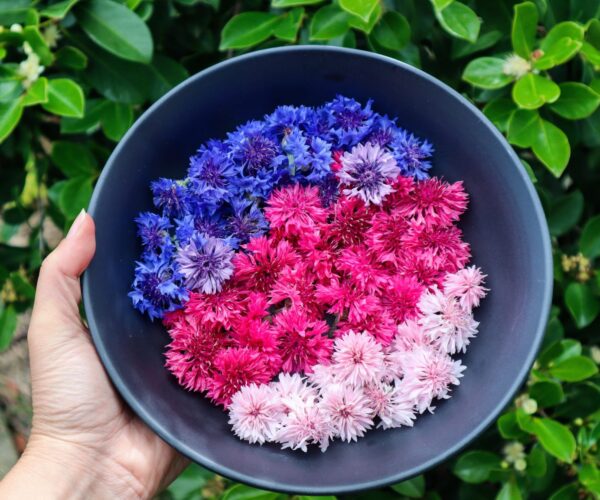 Beginners Guide to Edible Flowers