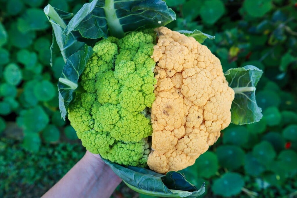 cauliflower