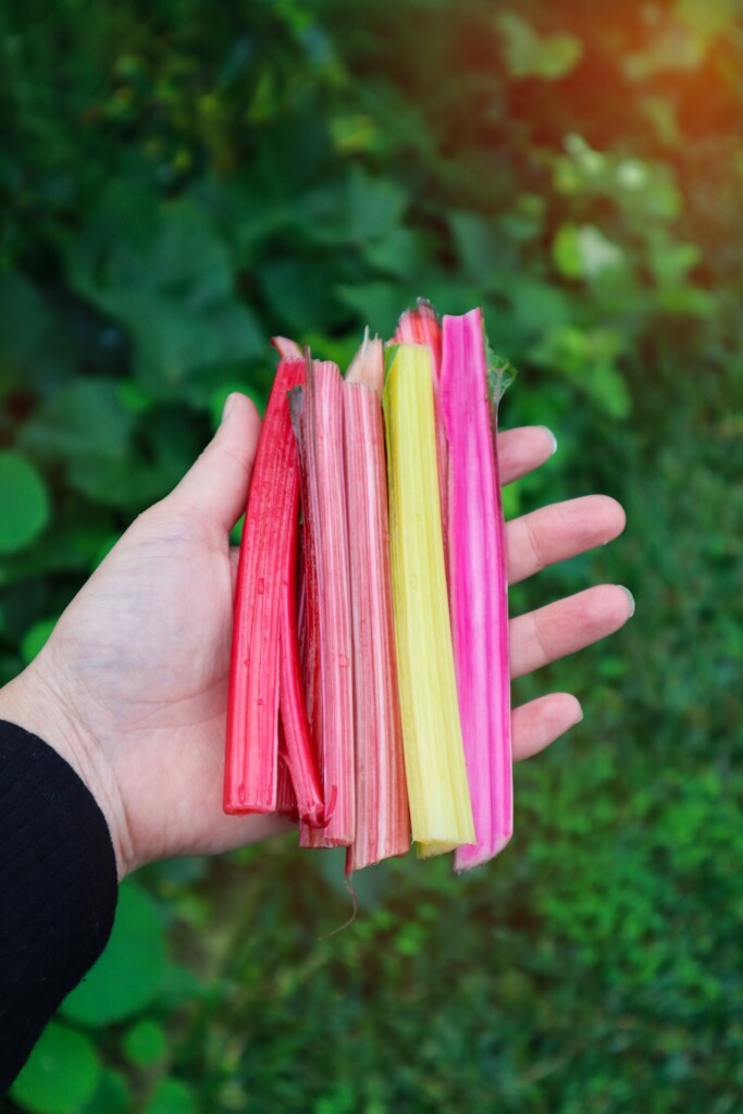 rainbow chard stalks