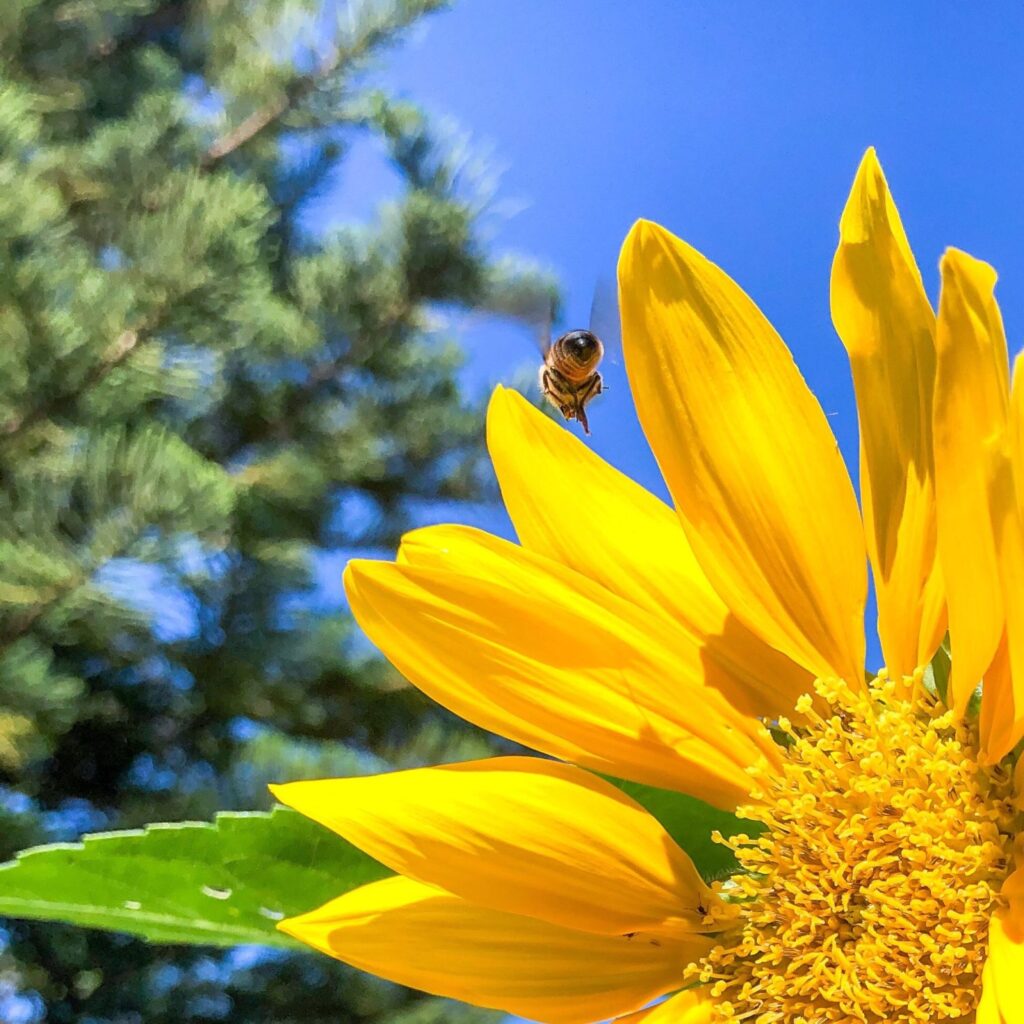Flowers for the bees
