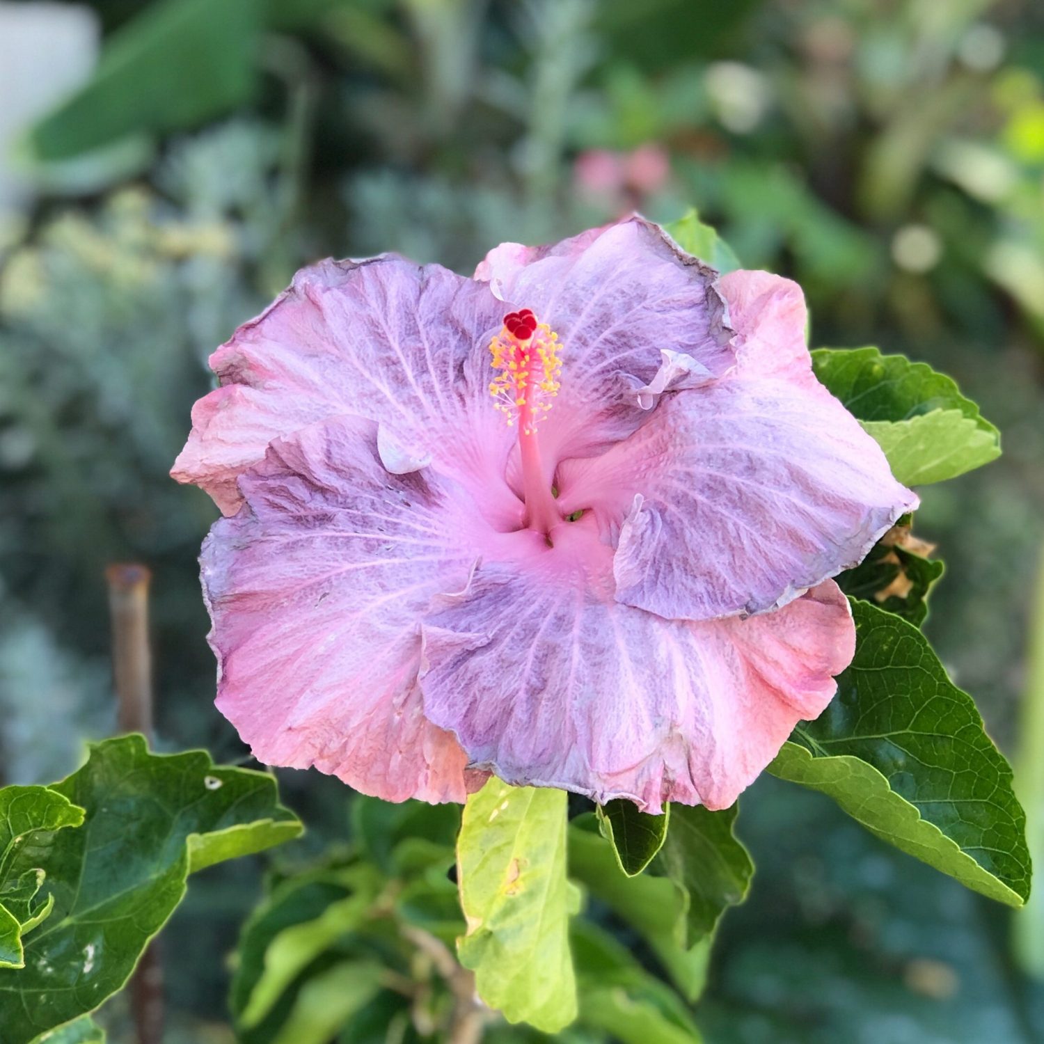 hibiscus