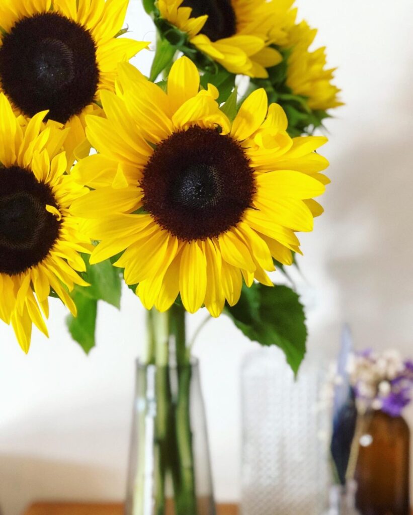 sunflowers