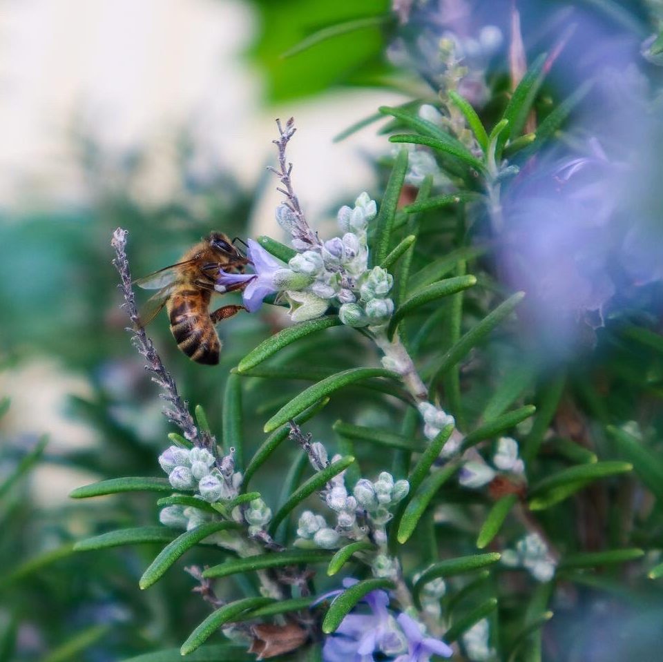 rosemary