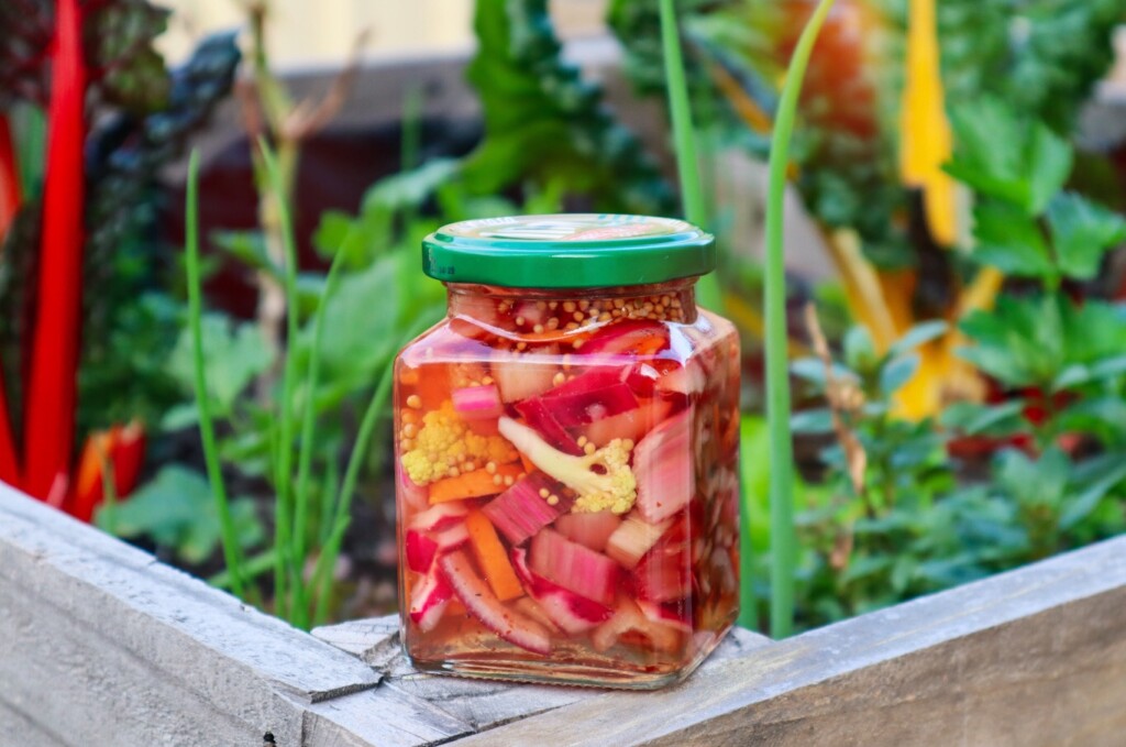 pickled rainbow chard stalks