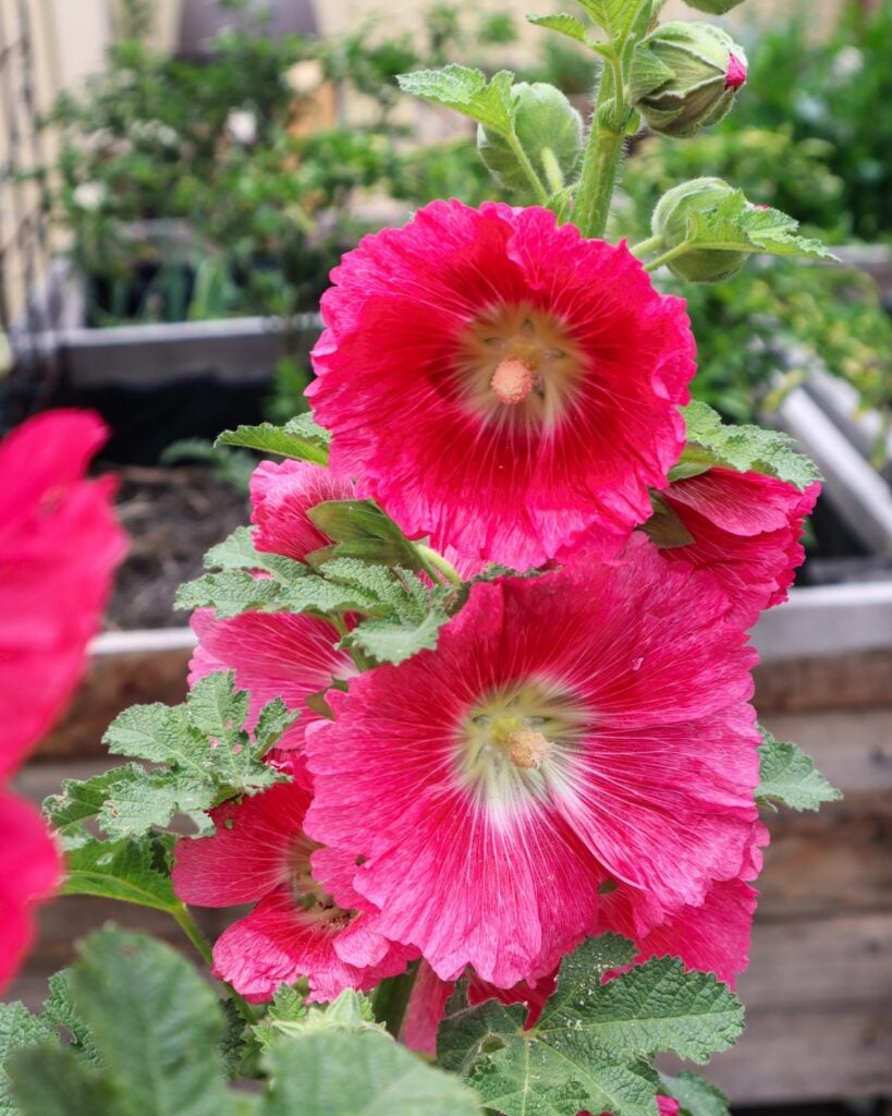 hollyhock