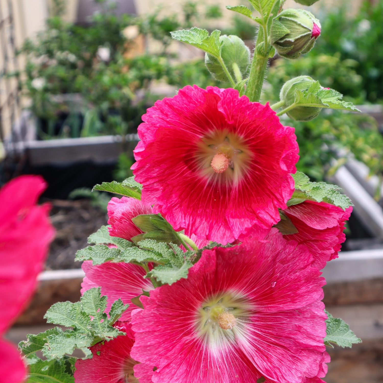 hollyhock