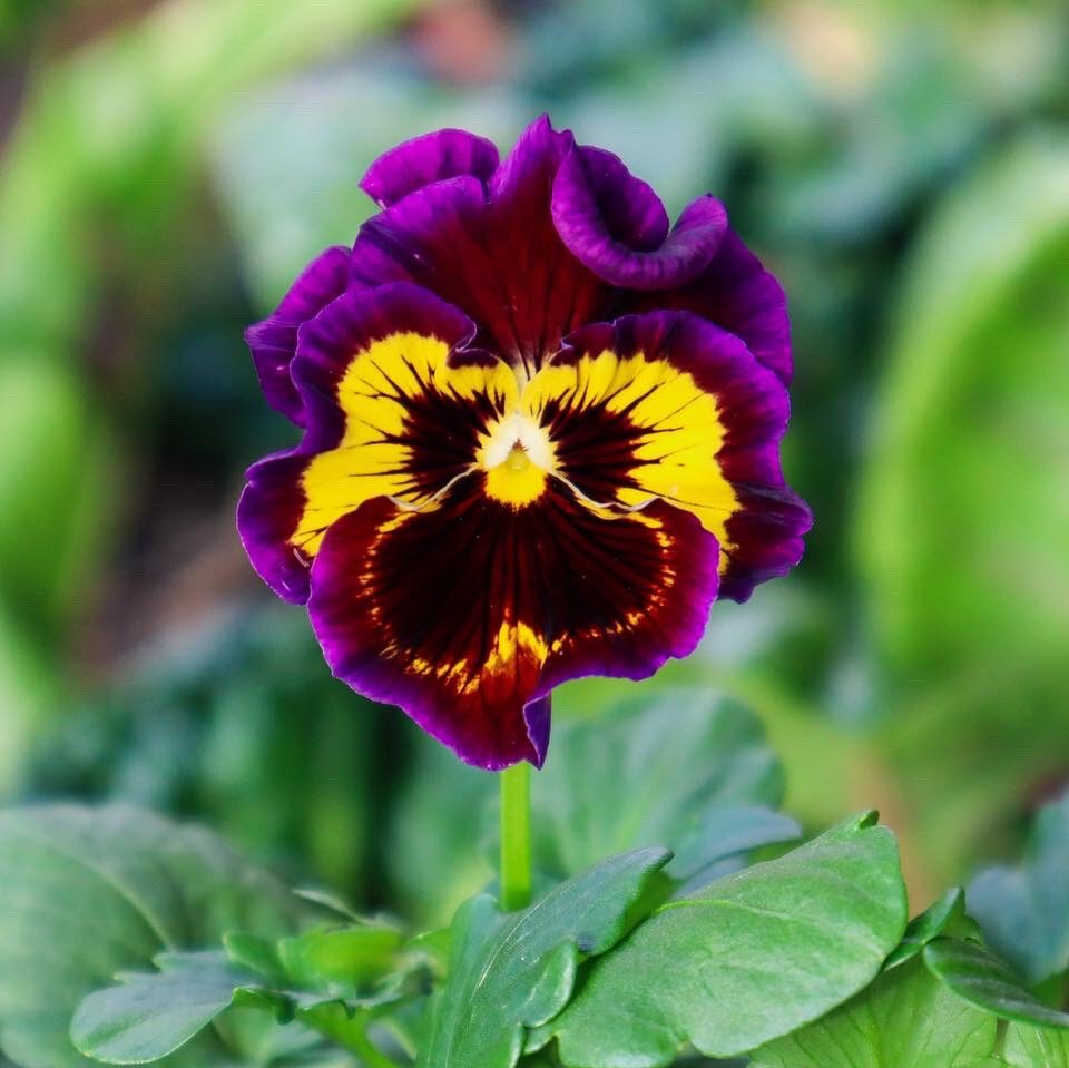 best edible flowers
