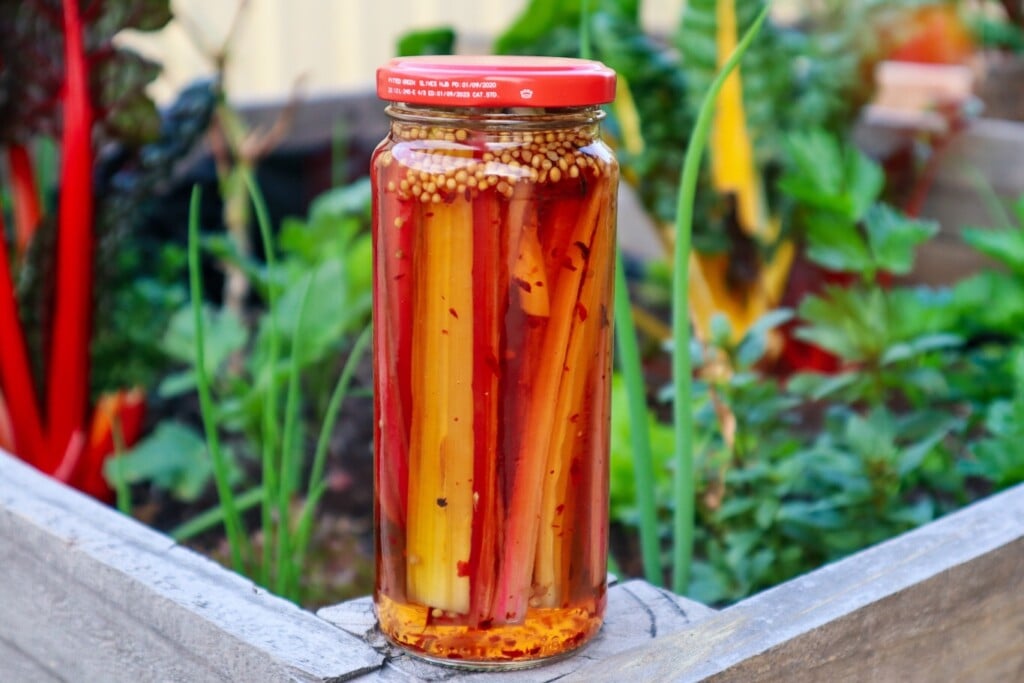 pickled rainbow chard stalks
