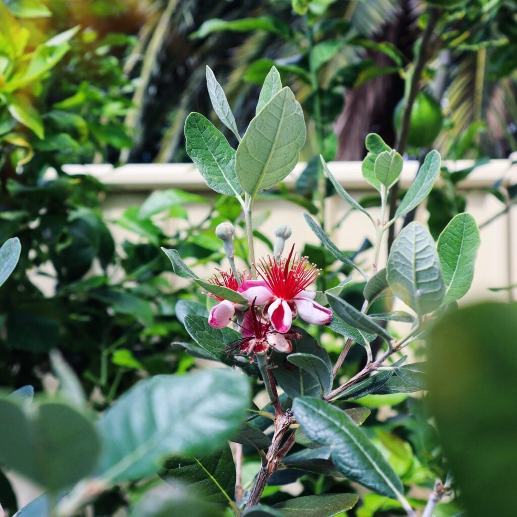 feijoa flower