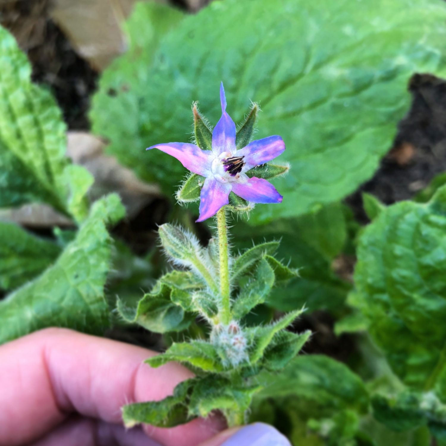 Flowers for the bees