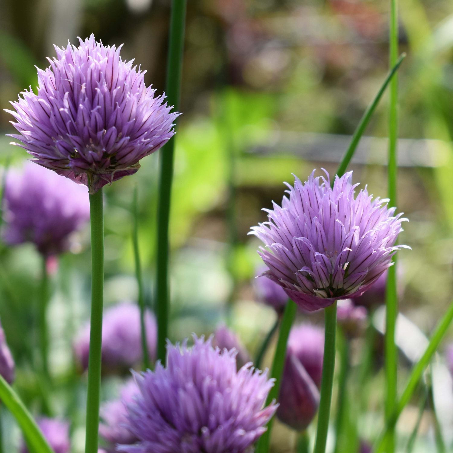 chive