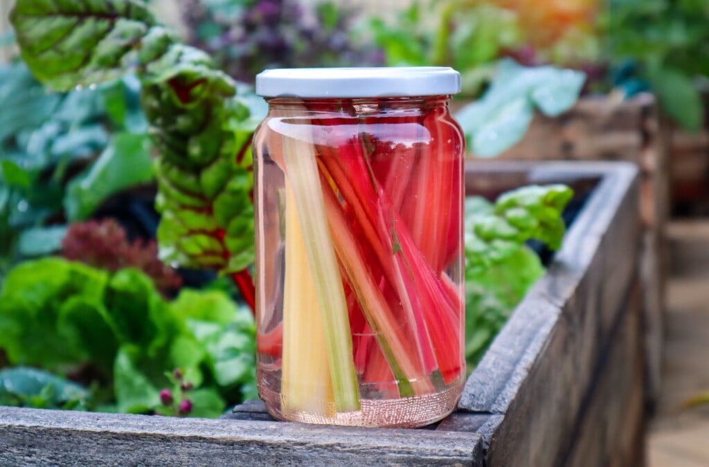 pickled rainbow chard