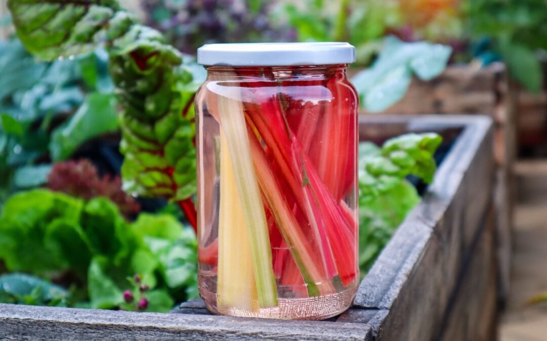 Quick Pickled Rainbow Chard Stalks