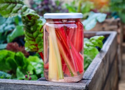 Quick Pickled Rainbow Chard Stalks