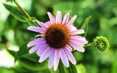 8 Medicinal Herbs that are Perfect Companion Plants