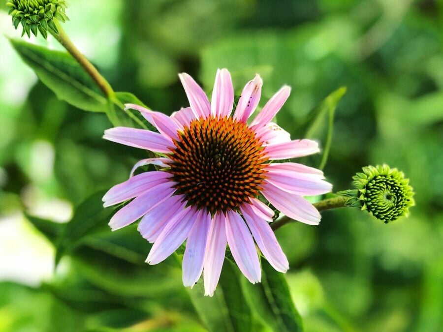 8 Medicinal Herbs that are Perfect Companion Plants
