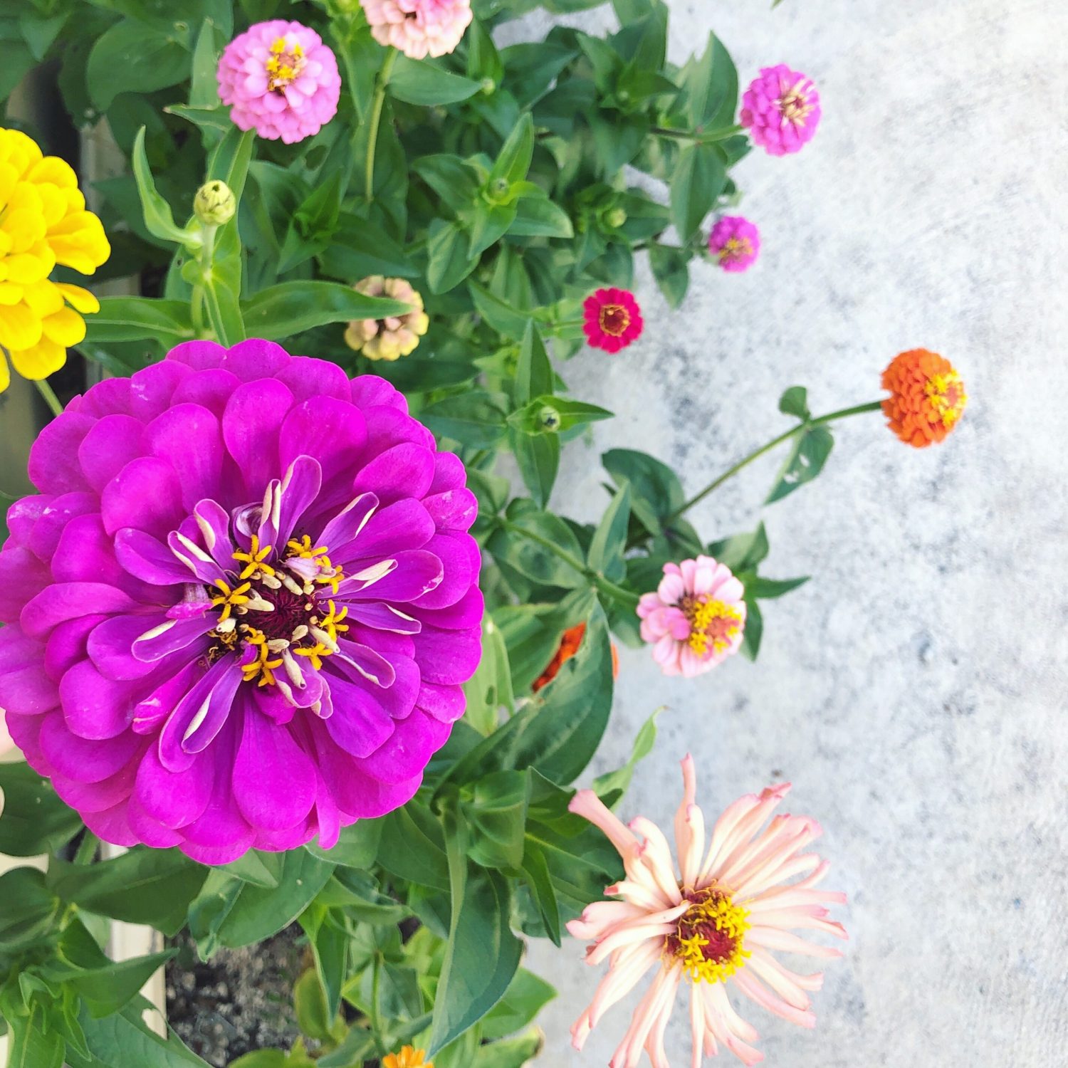 zinnia