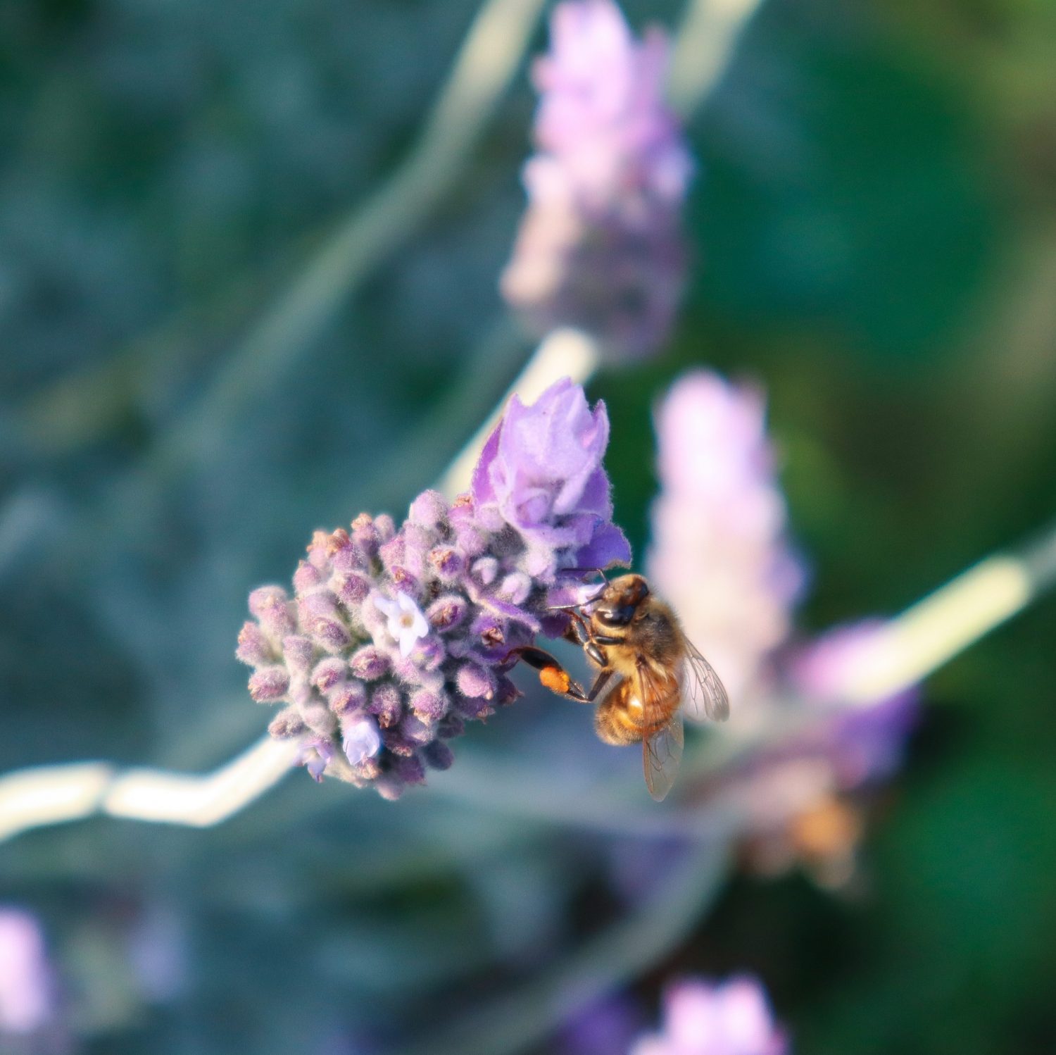 lavender