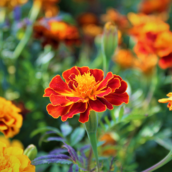 marigold