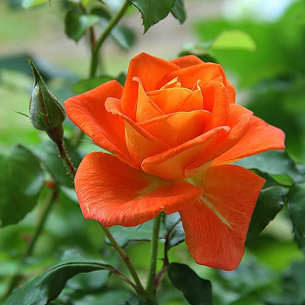 rose