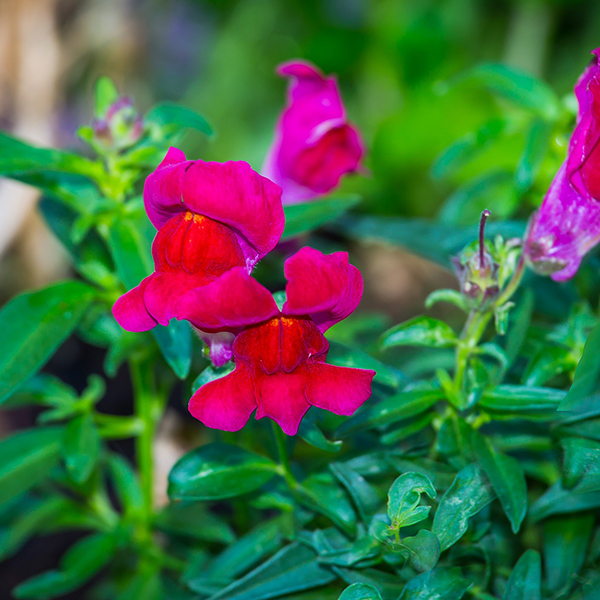 snapdragon